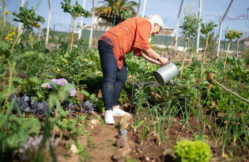 Plantez votre gingembre